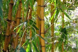 Bambus til bambus solseng