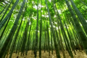 Moso bambus til bambusmøbler